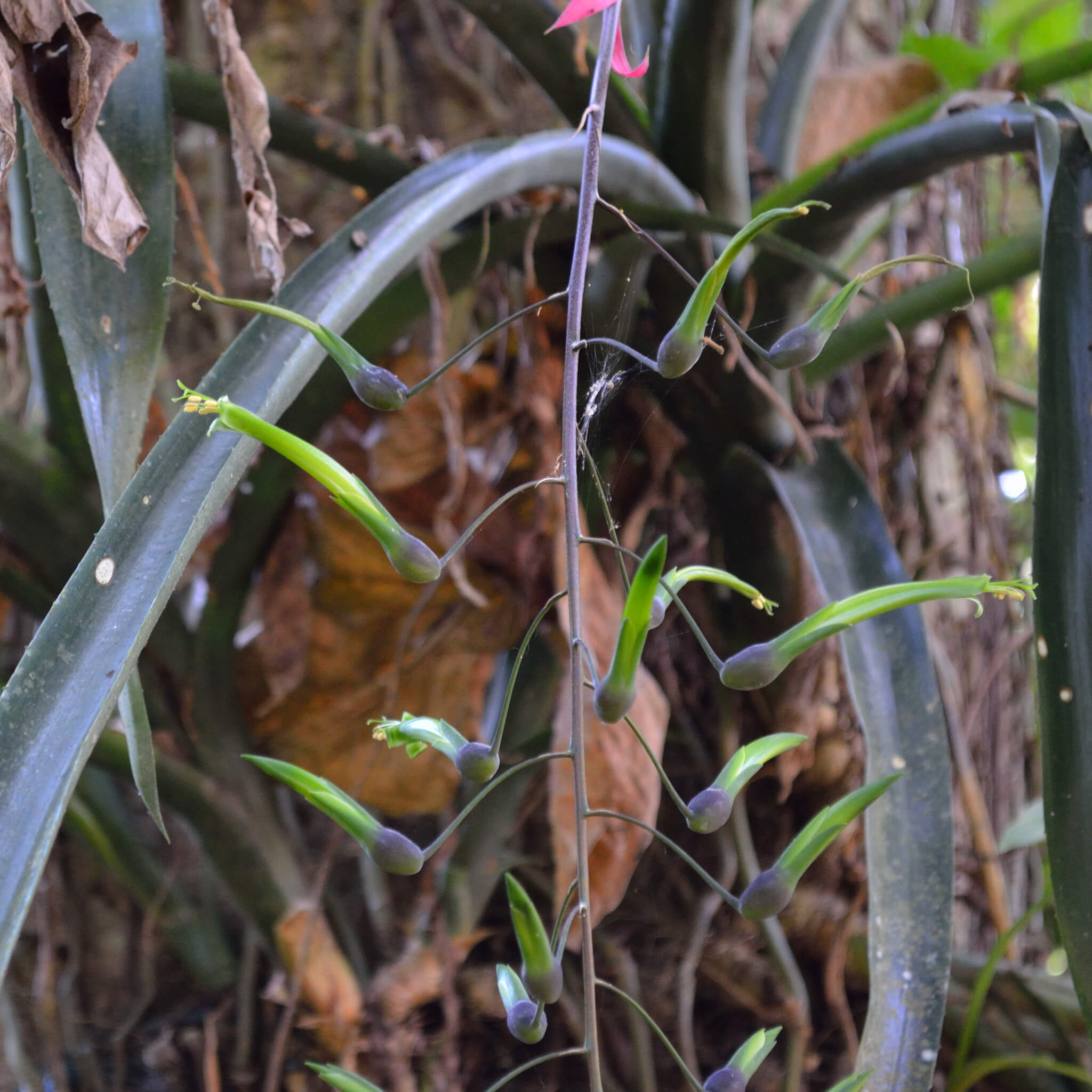Billbergia viridiflora